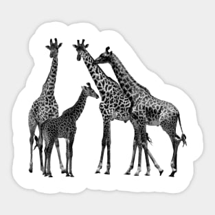 Giraffe - Family on Safari in Kenya / Africa Sticker